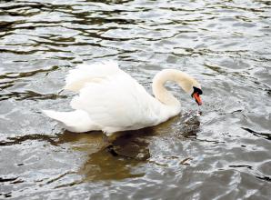 &lsquo;Massive&rsquo; surge in swan deaths along River Thames in RBWM sparks bird flu fears