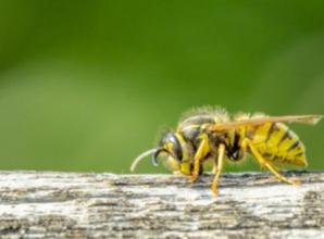 Don&rsquo;t panic! Wasps do more good than harm