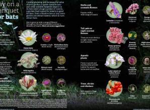 Turn over new leaf and help give bugs a boost