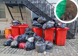 Town centre neighbours 'disgusted' by major rat problem