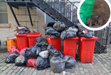 Town centre neighbours 'disgusted' by major rat problem