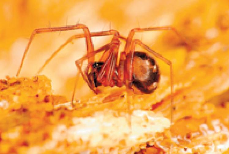 Endangered spider species found in Burnham