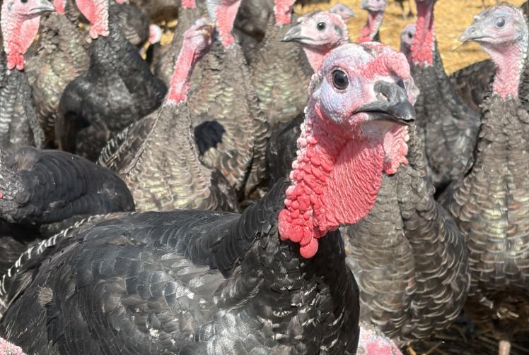 Musical turkeys strike up a festive note at Copas Farm in Cookham