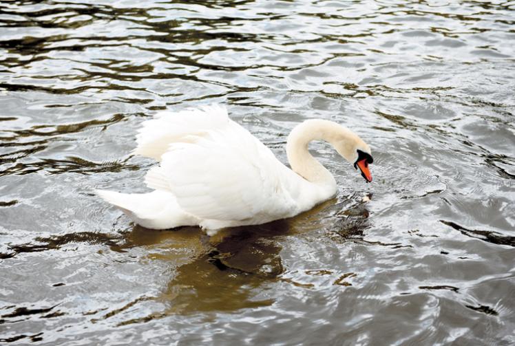 &lsquo;Massive&rsquo; surge in swan deaths along River Thames in RBWM sparks bird flu fears