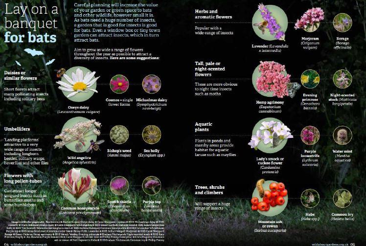 Turn over new leaf and help give bugs a boost