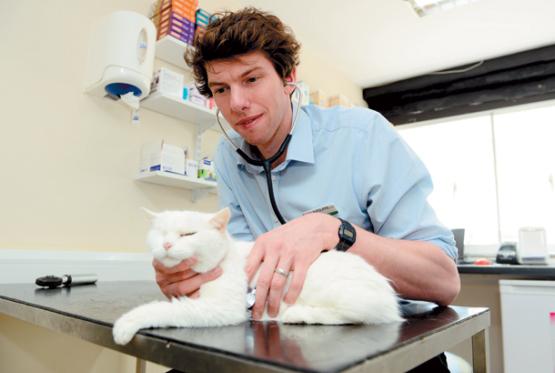 Kelperland Veterinary Centre blog: Charlie, Sam and Sasha