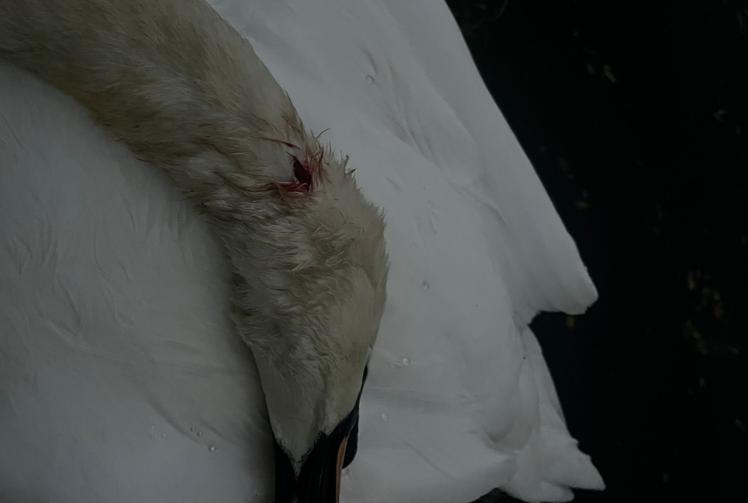 RBWM council 'exploring' new powers for police after swan killed by catapults